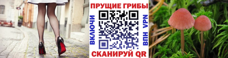 что такое   Тверь  blacksprut ССЫЛКА  Псилоцибиновые грибы Psilocybine cubensis 